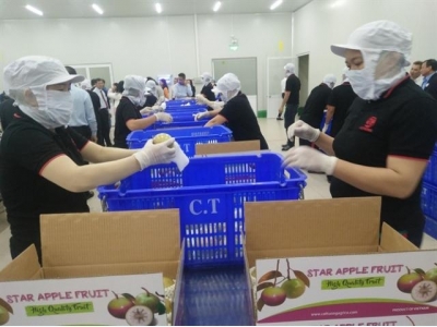 First batch of Vietnamese star apple exported to the US