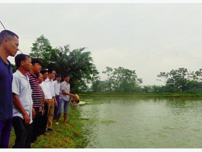 Bắc Giang: Giá ổn, lãi cao như nuôi cá VietGAP