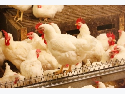 Strengthening broiler legs through nutrition and management