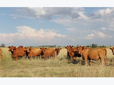 5 Cattle diseases that can kill your business