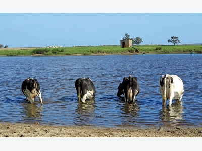 Biological farming ensures dairy farms success