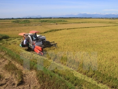 Vietnams rice market fares well