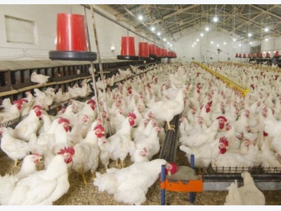 Grants to explore poultry yield, heat stress resistance