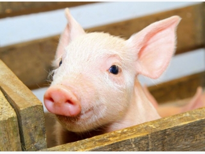 Organic acid blends enhance growth performance in piglets: study