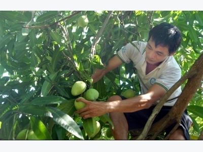 US allows import of VN mangos