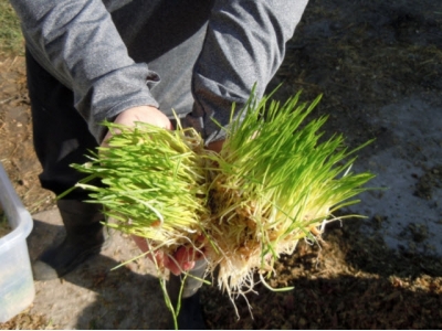 Will dairy cows eat their hydroponic sprouts?