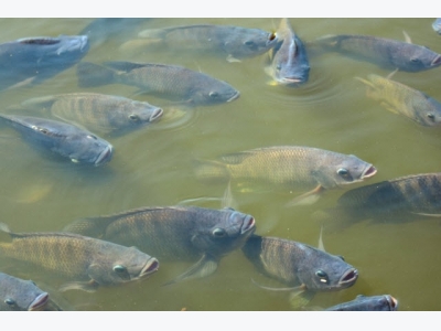 Less protein, more energy may boost tilapia reproduction