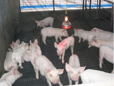 Chăm sóc nuôi dưỡng lợn con sau cai sữa