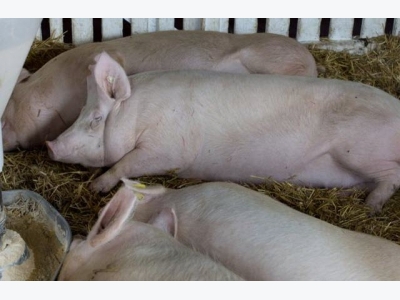 Energy digestibility differs in sows, gilts