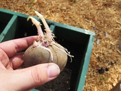 Bất ngờ với kỹ thuật trồng khoai tây tại nhà đơn giản cho năng suất cực cao