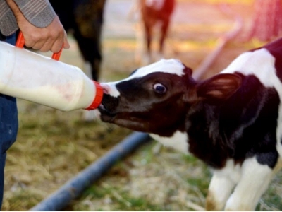 Calf intestinal health linked to long-term performance