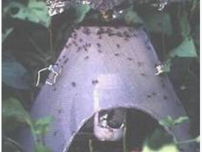 Chiến lược quản lý tổng hợp bọ hà gây hại khoai lang ở Cu-ba