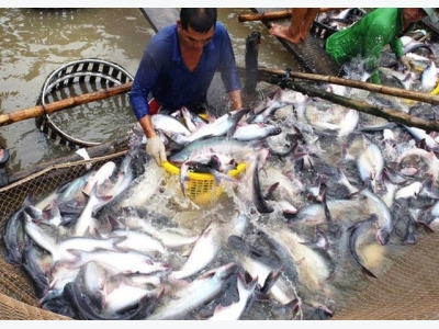 Tra fish exports raising in the last month of the year