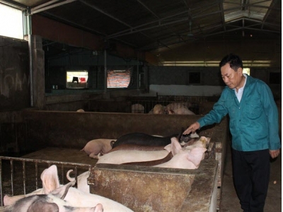 Độc đáo trang trại lợn sạch nuôi bằng thảo dược và giun quế