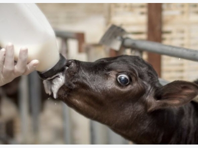 Researchers explore artificial sweetener and gut health link in calves