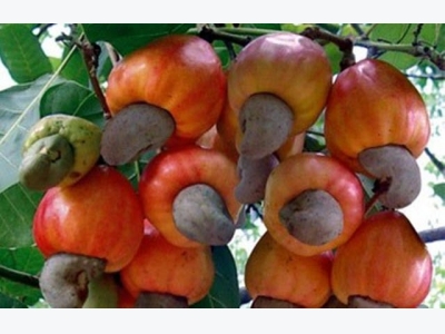 Vietnam, Cambodia to develop cashew farming area