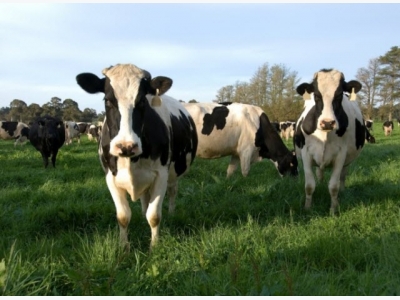 Bacillus-based feed additive may improve dairy milk efficiency, boost health