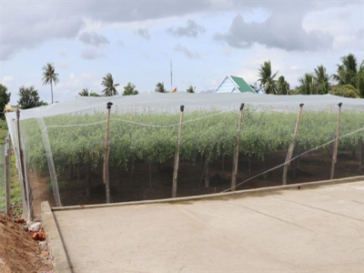 Ninh Thuận farmers use nets to protect jujube trees from pests