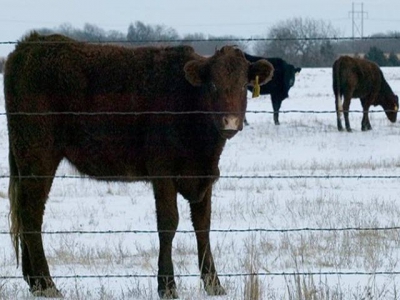 Cow/calf producers should estimate winter feed needs