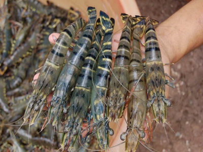 Minh Phu to help 20,000 shrimp farms reach Monterey Bay Best Choice rating