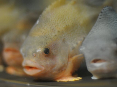 Lumpfish threatened by salmon sector