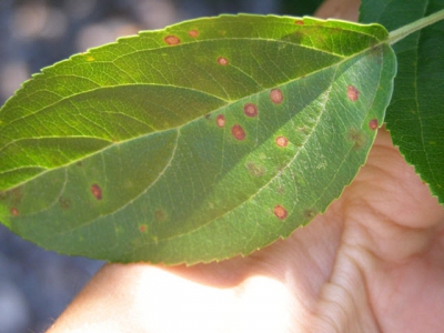 Know your leaf blight pathogens