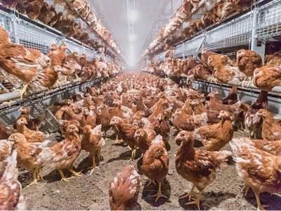 Disease challenges of cage-free egg production