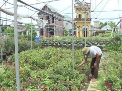 Ninh Bình farms go high-tech