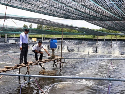 Cà Mau takes steps to improve super-intensive shrimp farms