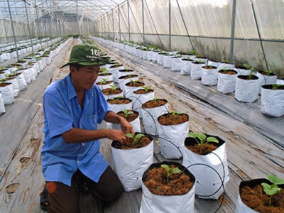 Many farmers choose high-tech agricultural models