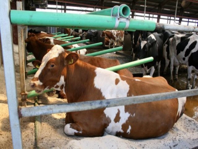 Understanding cattle breeding better