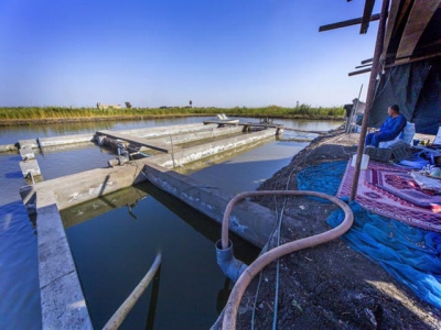 Aquaculture in action: in-pond innovation doubles tilapia production in Egyptian trials