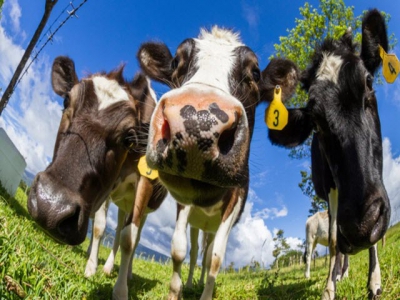 Study: Cows fed functional oils have greater milk fat yield in comparison with those fed mo