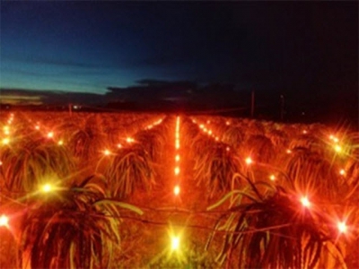 Nông dân Bình Thuận sử dụng công nghệ mới ánh sáng đỏ kích thích thanh long ra hoa trái vụ