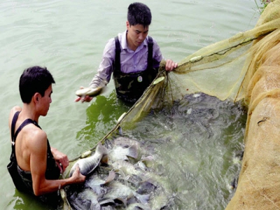 Thắng thế cá rô phi VietGAP