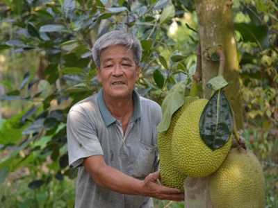 Mít Changai dễ trồng, nhanh cho thu nhập, giá ít khi thấp