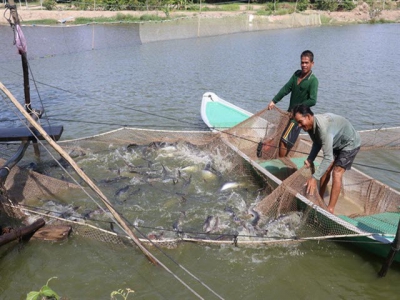 Đồng Tháp aquaculture farms almost reach full-year tra production target