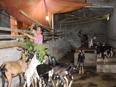 Goat farming model in Cao Duong commune proves effective