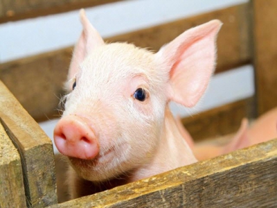 How to start the piglet off well – tune in to our live webinar