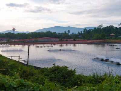 CP Foods eyes Thai shrimp farmers green methods