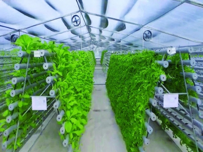 Hi-tech agriculture grows up in Ba Ria-Vung Tau