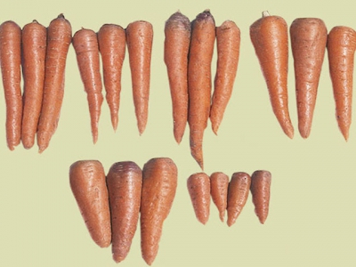 Growing baby carrots