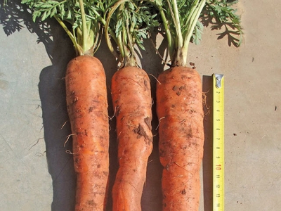 Deeper roots, better carrots