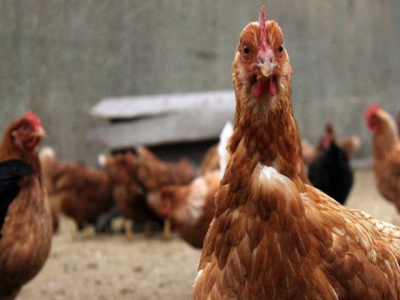 How free-range access impacts poultry health, welfare