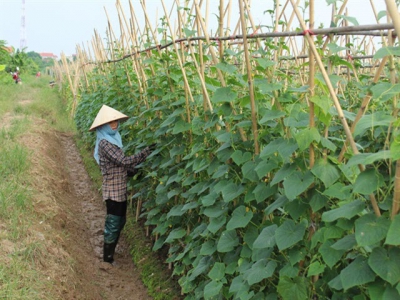 Trồng thâm canh cây dưa chuột mùa đông lạnh