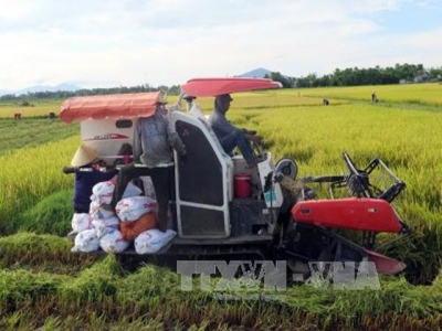 Better technologies needed for rice production in Mekong Delta