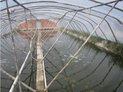 Regional authorities in China move to close 40,000 shrimp ponds