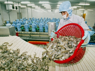 Shrimp exports at risk from antibiotic residues