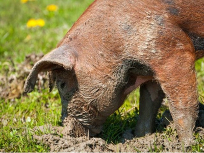 What if pigs went back to their roots?
