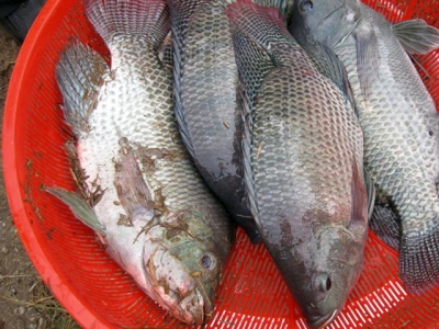 Những mô hình nuôi cá rô phi VietGAP được bao tiêu, mang lại hiêu quả vượt trội